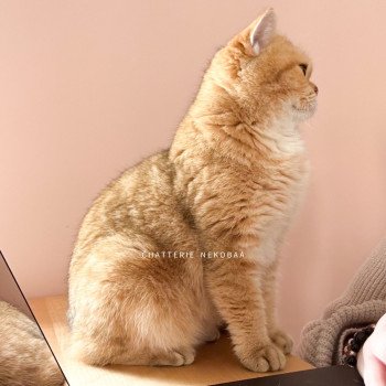 chat British Shorthair black golden blotched tabby Queen Shu Chatterie Nekobaa
