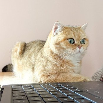 chat British Shorthair black golden blotched tabby Queen Shu Chatterie Nekobaa