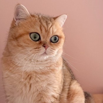 chat British Shorthair black golden blotched tabby Queen Shu Chatterie Nekobaa