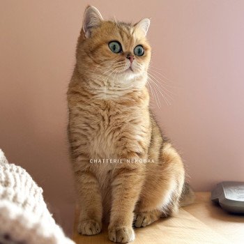chat British Shorthair black golden blotched tabby Queen Shu Chatterie Nekobaa