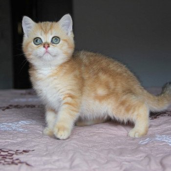 chat British Shorthair brown (black golden) blotched tabby Queen Shu Chatterie Nekobaa