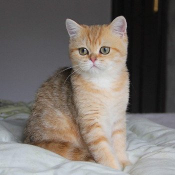 chat British Shorthair brown (black golden) blotched tabby Queen Shu Chatterie Nekobaa