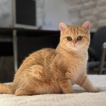 chat British Shorthair brown (black golden) blotched tabby Queen Shu Chatterie Nekobaa