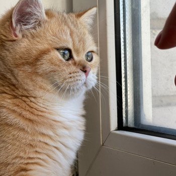 chat British Shorthair brown (black golden) blotched tabby Queen Shu Chatterie Nekobaa