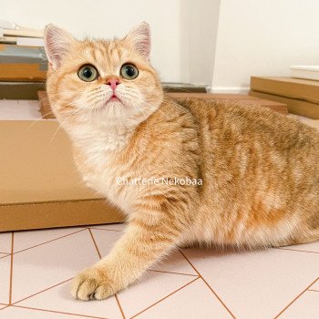 chat British Shorthair brown (black golden) blotched tabby Queen Shu Chatterie Nekobaa