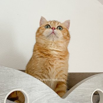 chat British Shorthair brown (black golden) blotched tabby Queen Shu Chatterie Nekobaa