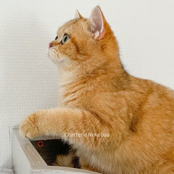 chat British Shorthair brown (black golden) blotched tabby Queen Shu Chatterie Nekobaa