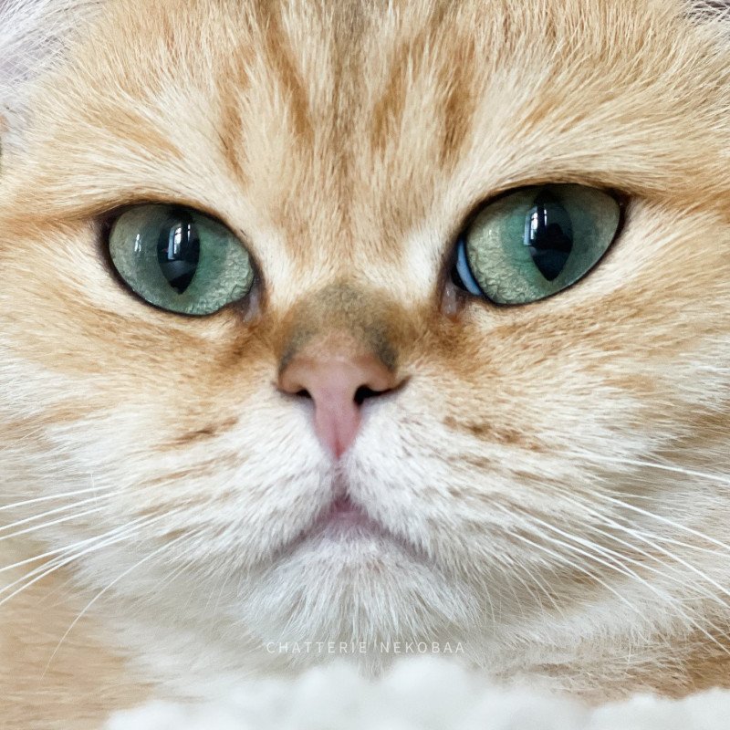 Shu Femelle British Shorthair Shu Femelle British Shorthair