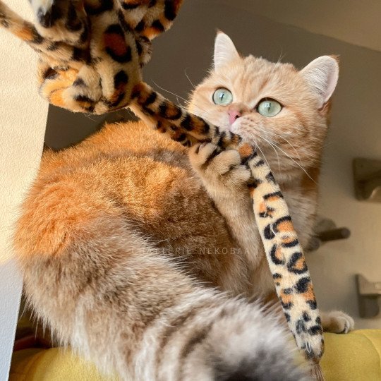 Shu Femelle British Shorthair