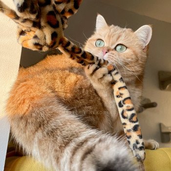 Shu Femelle British Shorthair