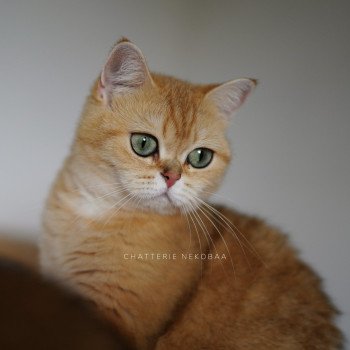 chat British Shorthair black golden blotched tabby Queen Shu Chatterie Nekobaa