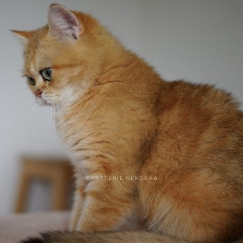 chat British Shorthair black golden blotched tabby Queen Shu Chatterie Nekobaa