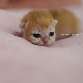 Qyojuro Mâle British Shorthair