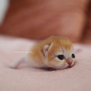 chaton British Shorthair black golden shell Qyojuro Chatterie Nekobaa
