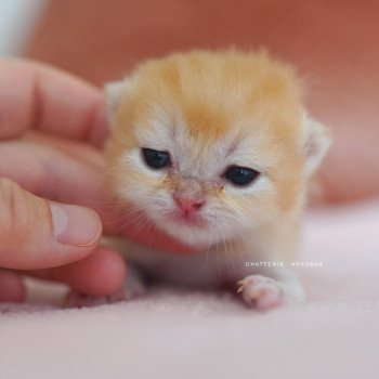 chaton British Shorthair black golden shell Qyojuro Chatterie Nekobaa