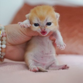chaton British Shorthair black golden shell Qyojuro Chatterie Nekobaa