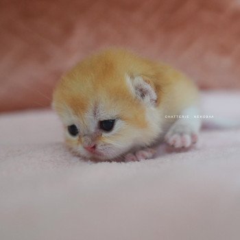 chaton British Shorthair black golden shell Qyojuro Chatterie Nekobaa