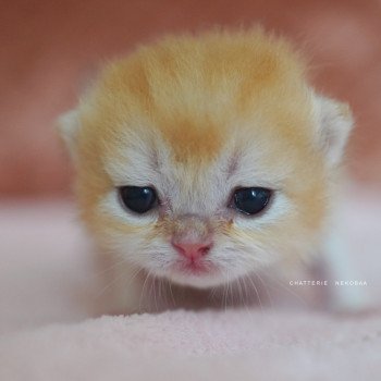 Qyojuro Mâle British Shorthair