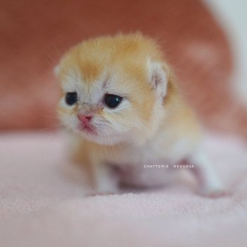 chaton British Shorthair black golden shell Qyojuro Chatterie Nekobaa