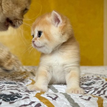 chaton British Shorthair black golden shell Qyojuro Chatterie Nekobaa