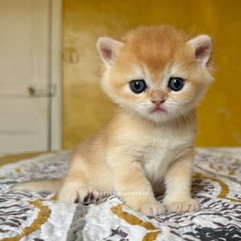 chaton British Shorthair black golden shell Qyojuro Chatterie Nekobaa