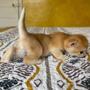 chaton British Shorthair black golden shell Qyojuro Chatterie Nekobaa