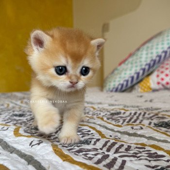 chaton British Shorthair black golden shell Qyojuro Chatterie Nekobaa