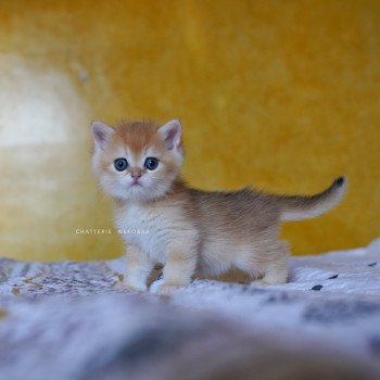 chaton British Shorthair black golden shell Qyojuro Chatterie Nekobaa