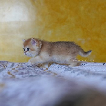 chaton British Shorthair black golden shell Qyojuro Chatterie Nekobaa