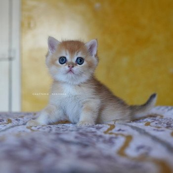 chaton British Shorthair black golden shell Qyojuro Chatterie Nekobaa