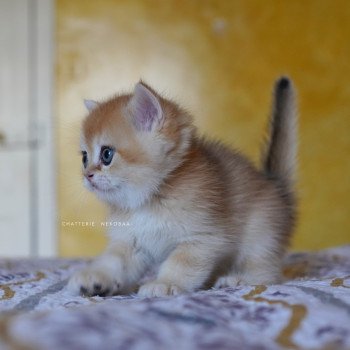 chaton British Shorthair black golden shell Qyojuro Chatterie Nekobaa