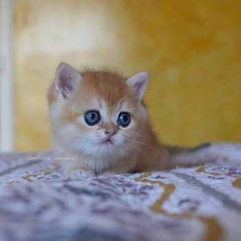 chaton British Shorthair black golden shell Qyojuro Chatterie Nekobaa
