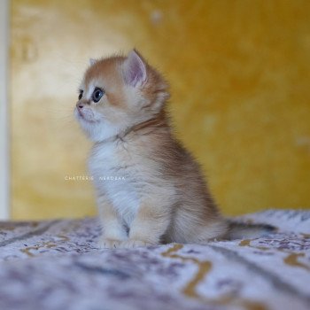 chaton British Shorthair black golden shell Qyojuro Chatterie Nekobaa