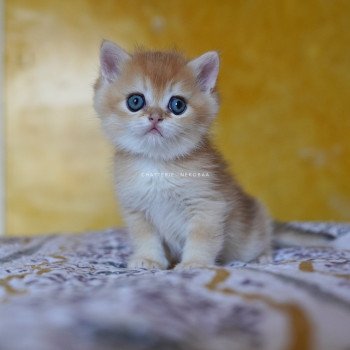 chaton British Shorthair black golden shell Qyojuro Chatterie Nekobaa