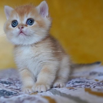 chaton British Shorthair black golden shell Qyojuro Chatterie Nekobaa