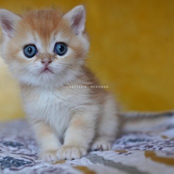 chaton British Shorthair black golden shell Qyojuro Chatterie Nekobaa