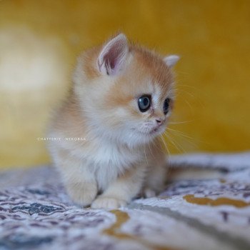 chaton British Shorthair black golden shell Qyojuro Chatterie Nekobaa