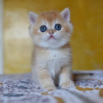 chaton British Shorthair black golden shell Qyojuro Chatterie Nekobaa