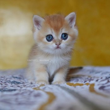 chaton British Shorthair black golden shell Qyojuro Chatterie Nekobaa