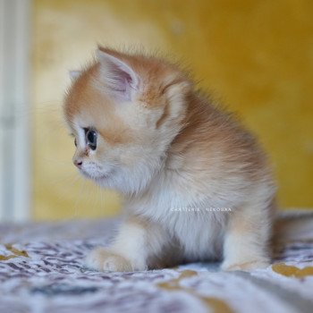 chaton British Shorthair black golden shell Qyojuro Chatterie Nekobaa