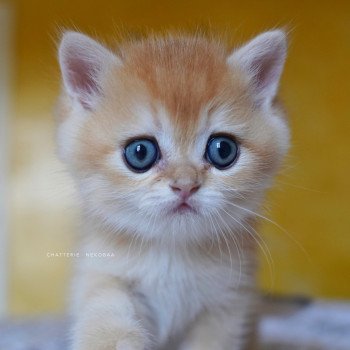 chaton British Shorthair black golden shell Qyojuro Chatterie Nekobaa