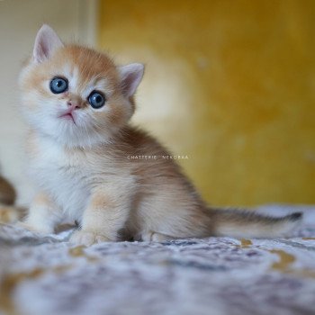 chaton British Shorthair black golden shell Qyojuro Chatterie Nekobaa