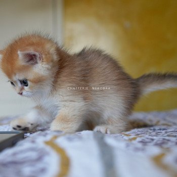 chaton British Shorthair black golden shell Qyojuro Chatterie Nekobaa