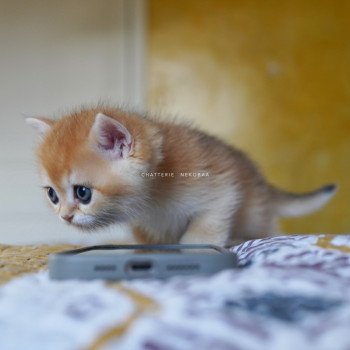 chaton British Shorthair black golden shell Qyojuro Chatterie Nekobaa