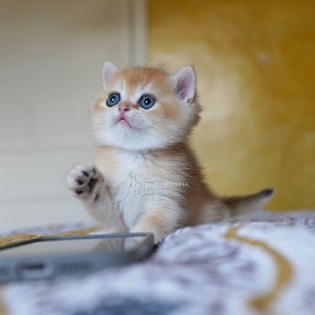 chaton British Shorthair black golden shell Qyojuro Chatterie Nekobaa