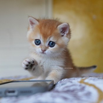 chaton British Shorthair black golden shell Qyojuro Chatterie Nekobaa