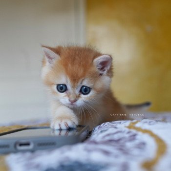 chaton British Shorthair black golden shell Qyojuro Chatterie Nekobaa