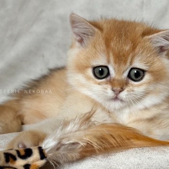 chaton British Shorthair black golden shell Qyojuro Chatterie Nekobaa
