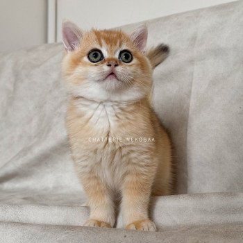 chaton British Shorthair black golden shell Qyojuro Chatterie Nekobaa