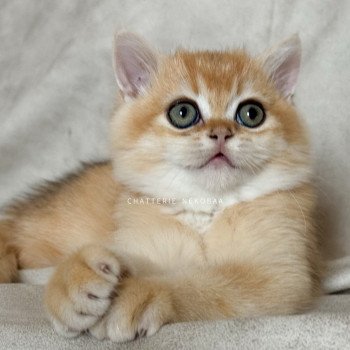 chaton British Shorthair black golden shell Qyojuro Chatterie Nekobaa
